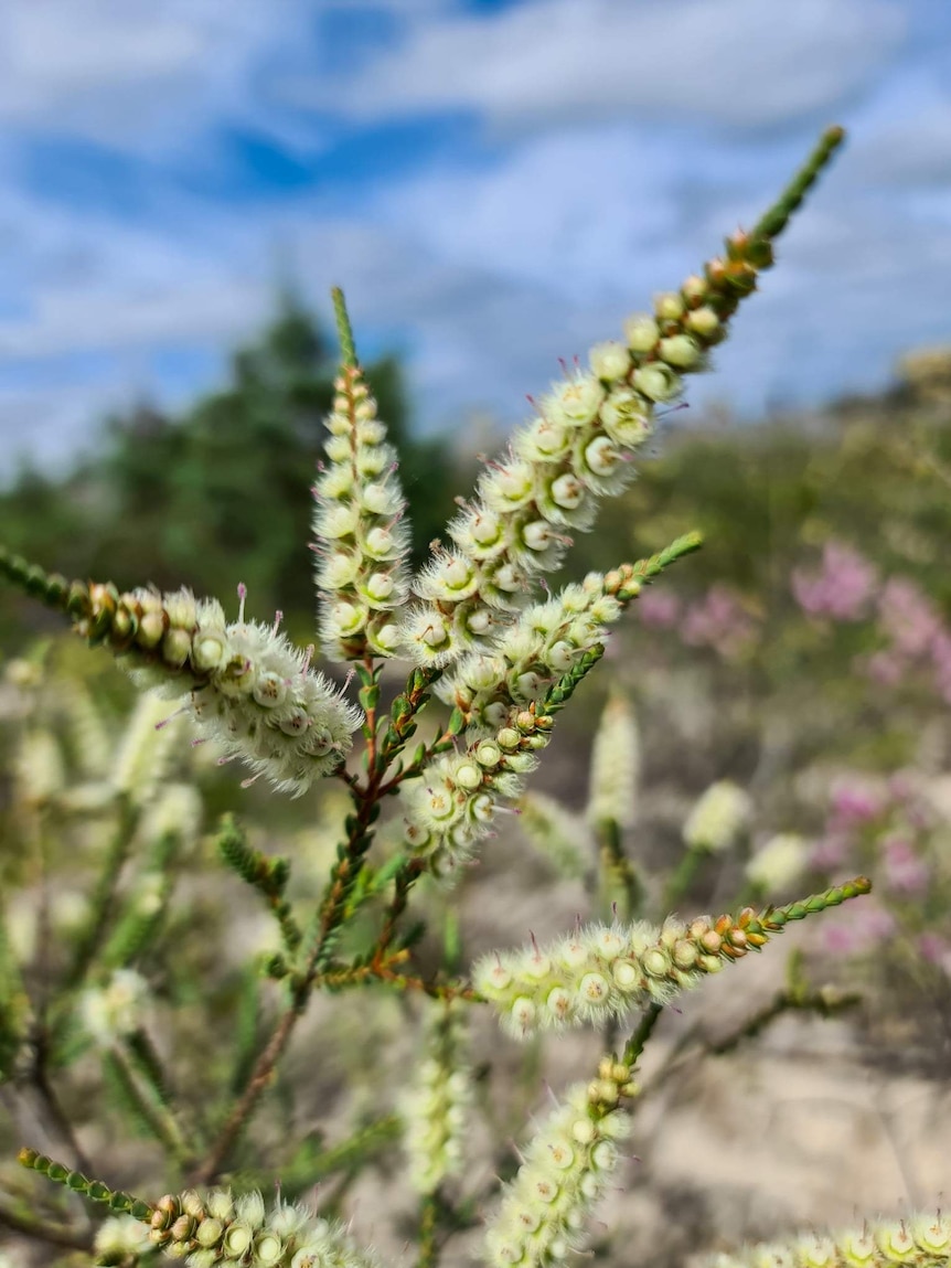 A light yellow flowered plant sits before a cloudy blue sky