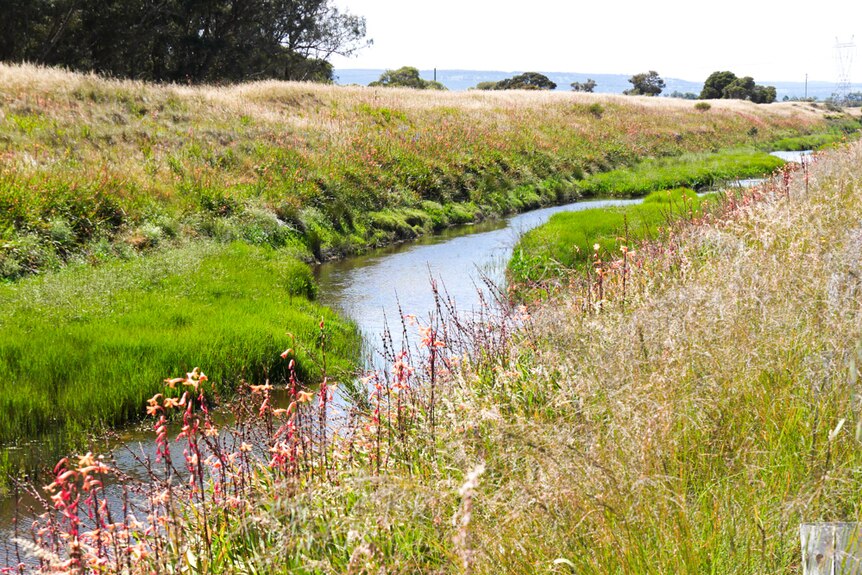 A river with long weeds and flowers along the steep banks