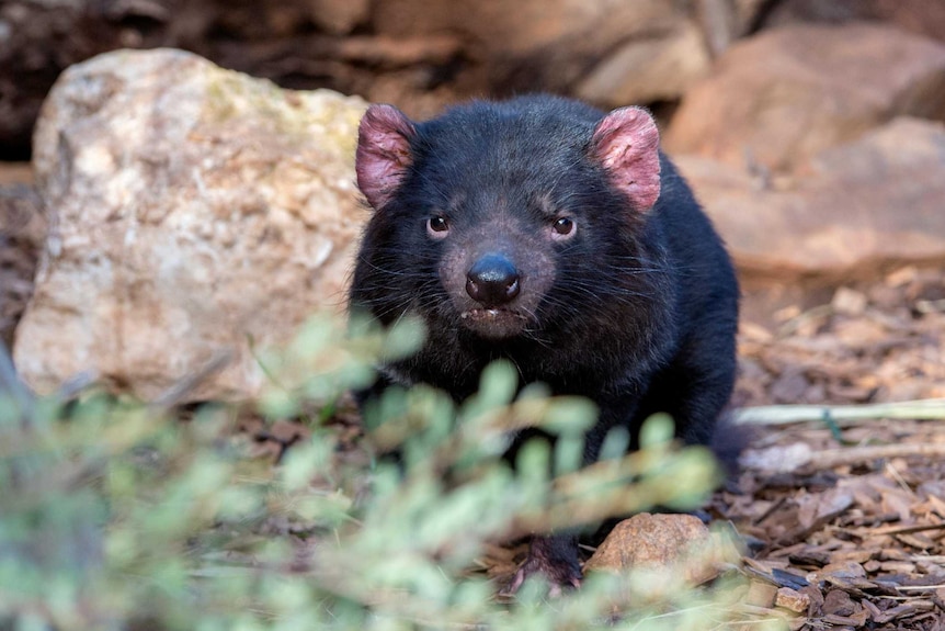 An adult Tasmanian devil with black hair and pink ears looking forward