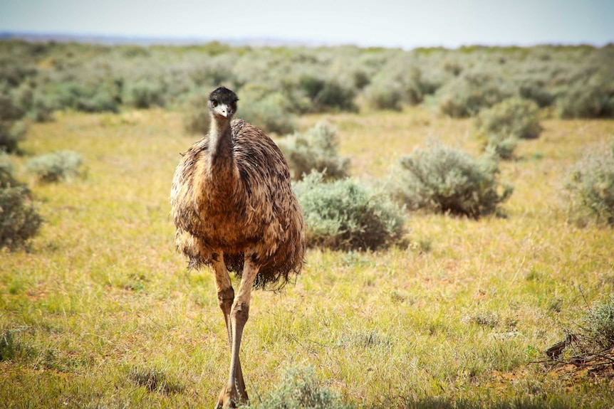A female emu enjoys the feast