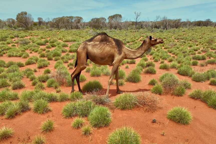 A wild camel walks through the Gibson Desert.