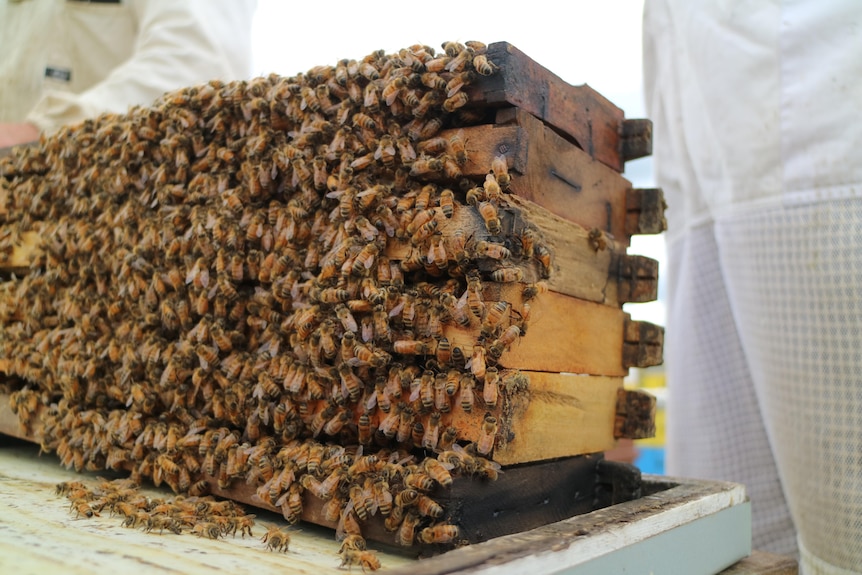 bees spill out of a frame inside a beehive