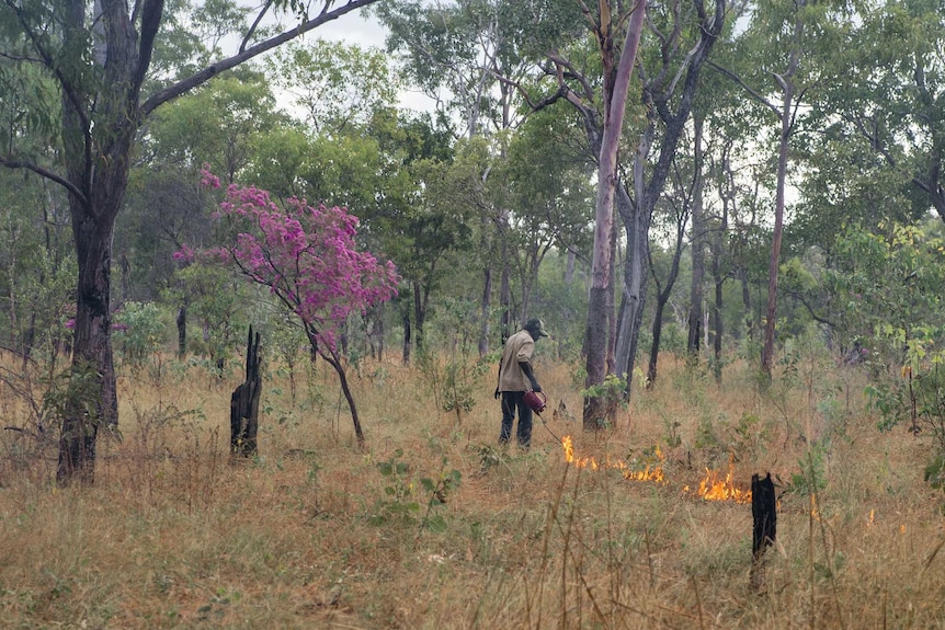 A Warddeken ranger conducts early-season burning in Arnhem Land.
