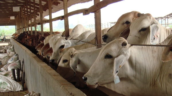 Cattle in an Indonesian feedlot