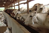 Cattle in an Indonesian feedlot