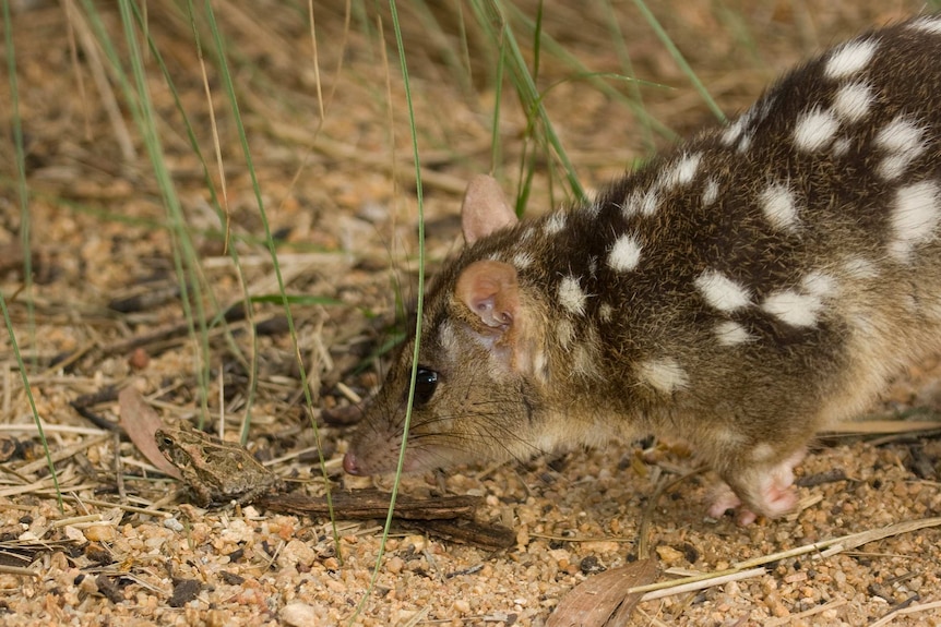Quoll stalks cane toad