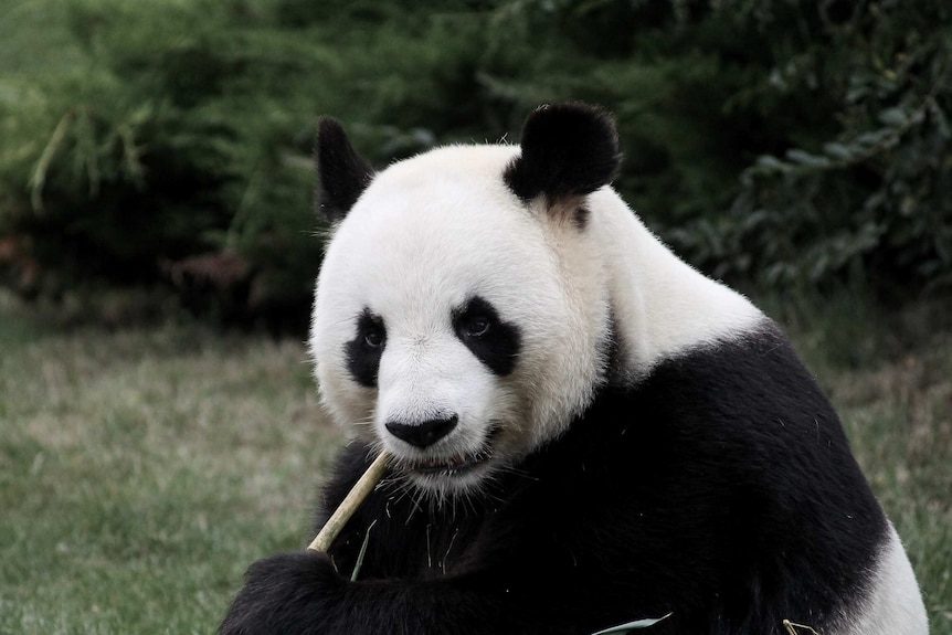 Giant panda eating bamboo