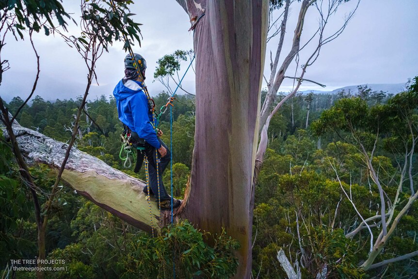 A woman looks out from the branches of a Tasmanian tree