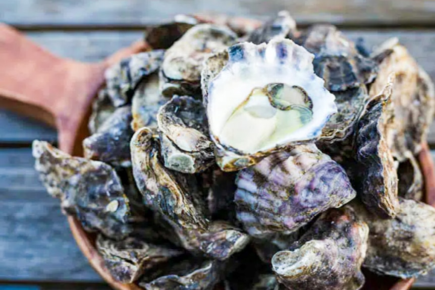 A pile of oysters with one shucked oyster on top.