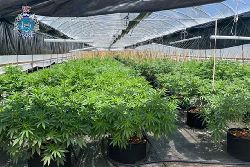 An image supplied by WA Police of a massive crop of cannabis inside a greenhouse.  