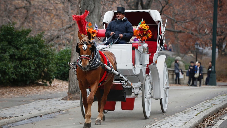 Horse-drawn carriage driven in New York.