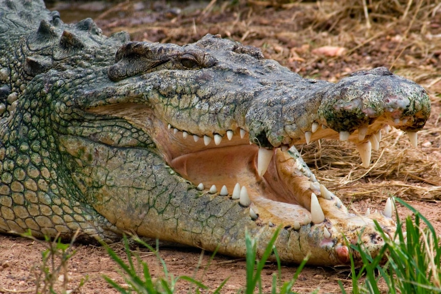 A saltwater crocodile near Darwin