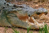 A saltwater crocodile near Darwin