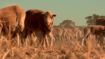 Sheep in the outback