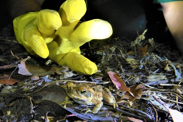A hand inside a yellow glove is about to grab a cane toad