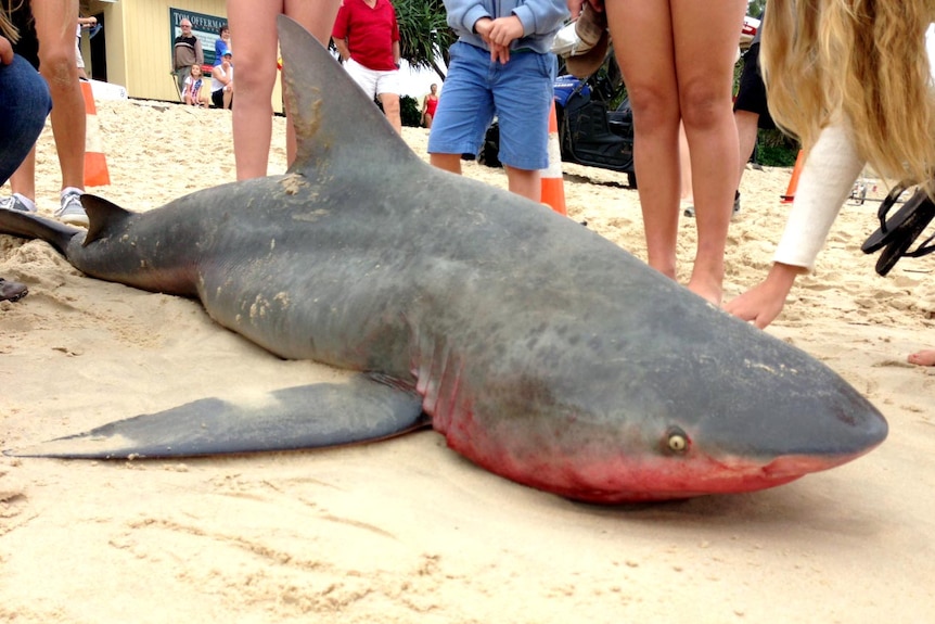 Dead shark on Noosa Main Beach.