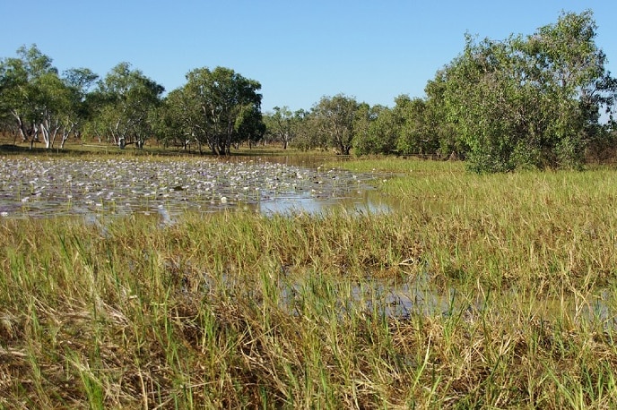A lily-laden recovered Nalawan billabong in July 2012