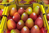 Mangoes in trays