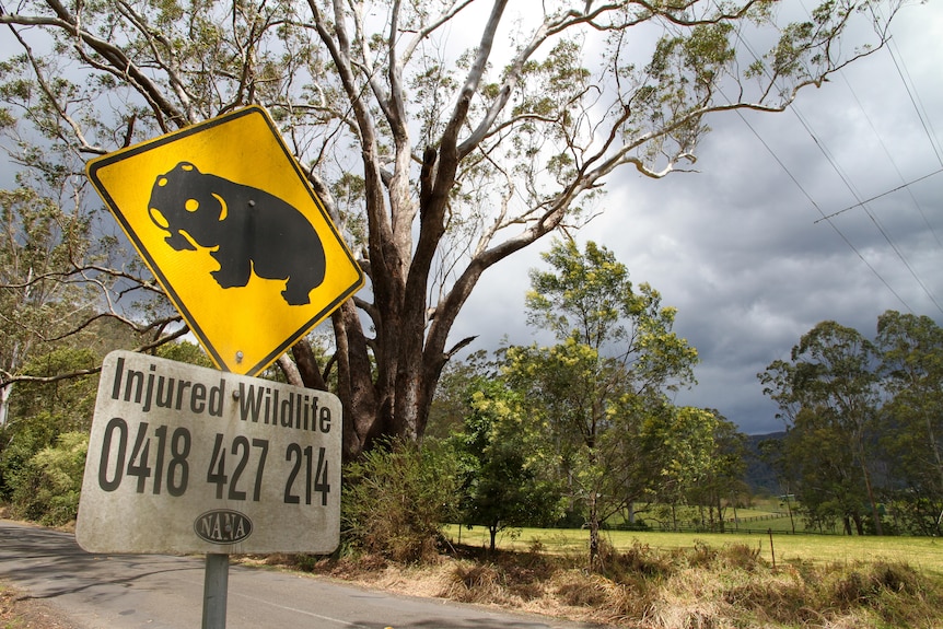 a sign with a wombat and a phone number for injured animals