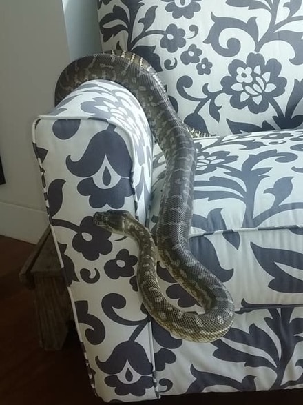 Escaped family python in Adelaide 2