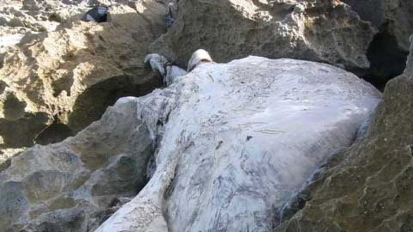 Whale carcass at Iluka