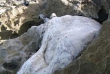 Whale carcass at Iluka