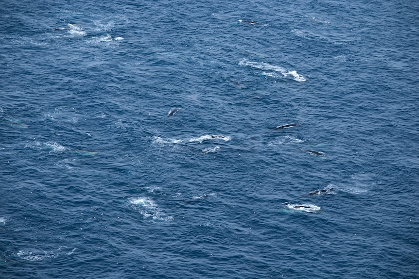 a group of fin whale can be seen in the ocean from above