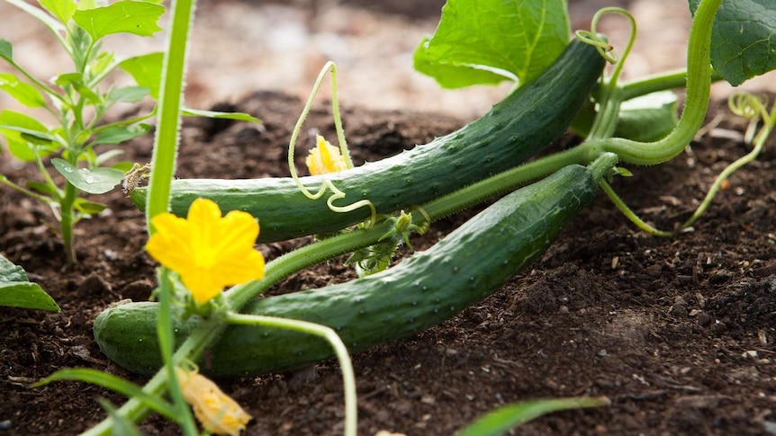 Cucumber on vine for story about wat to grow when.