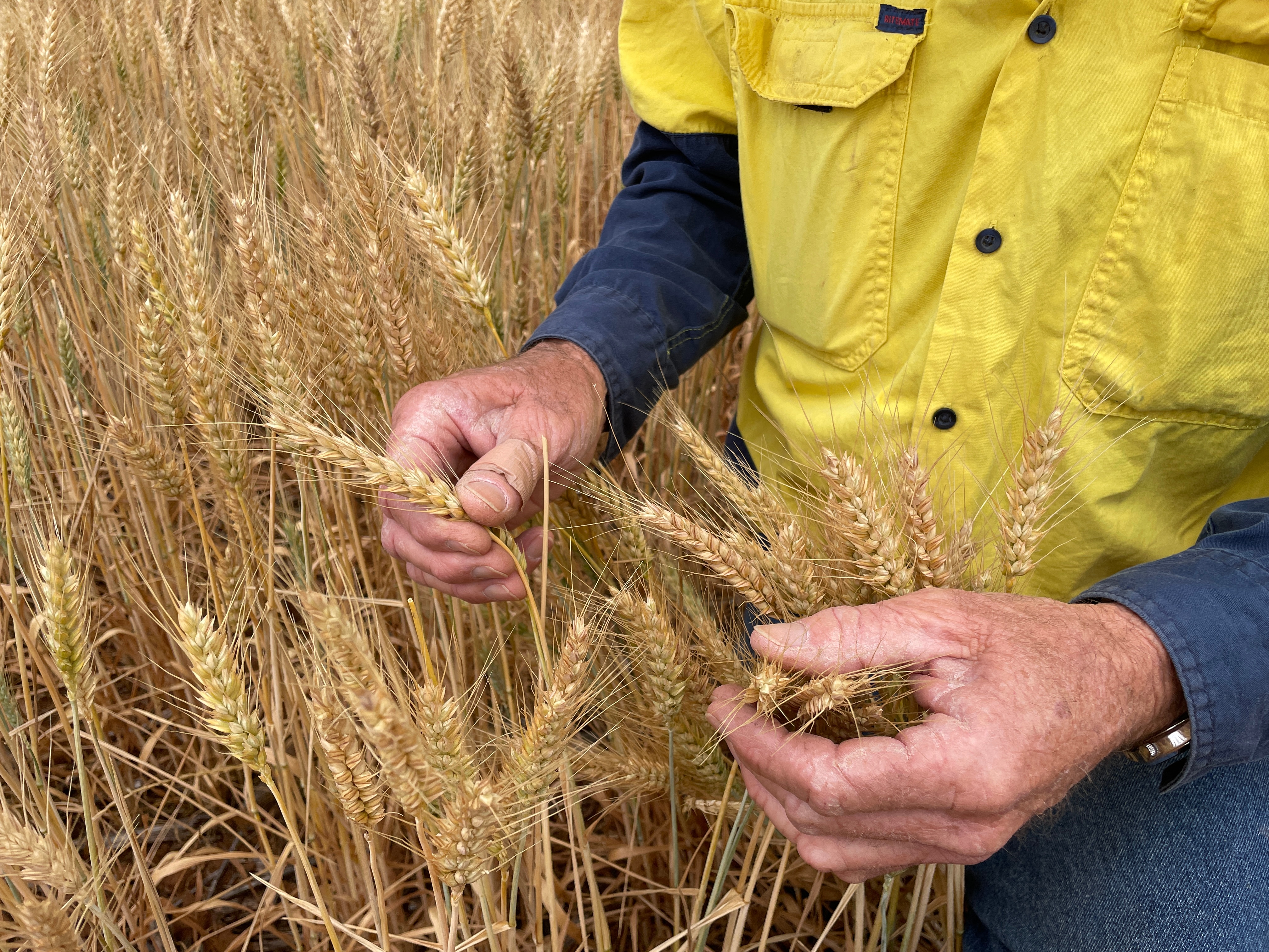 Dos manos tiran suavemente del trigo en un prado.