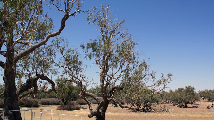 While the larger, famed Dig Tree is on the left,  Dr David phoenix believes the 'real' tree is the smaller tree on the right.