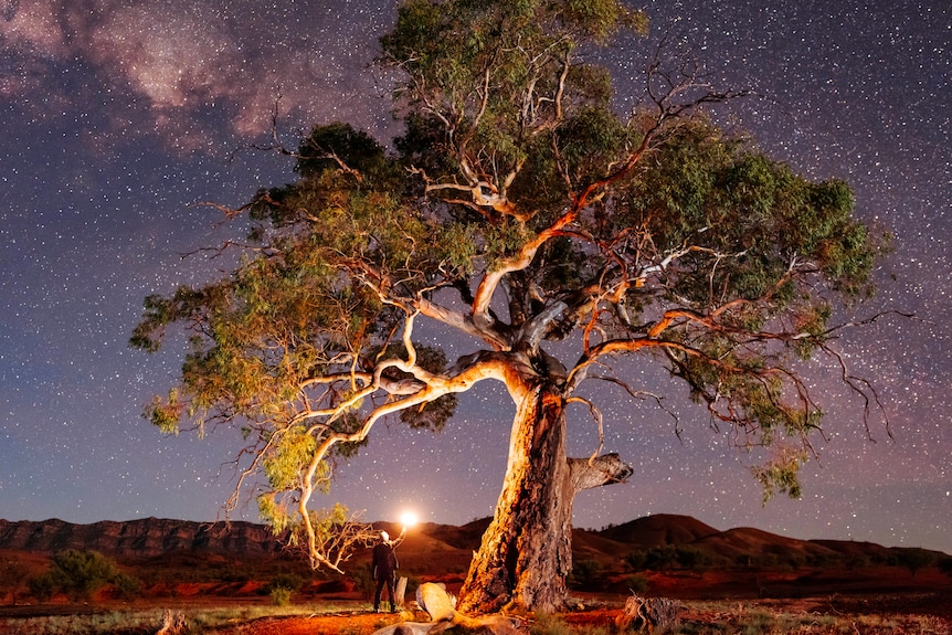 Tree with a man standing underneath with a flashlight and the stars in the night sky