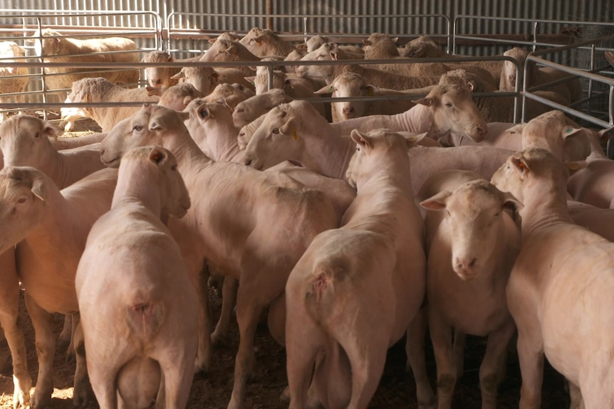 A large group of shorn sheep huddle together in a pen