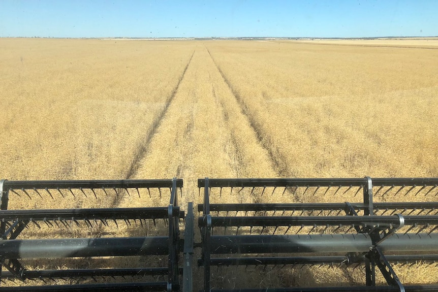 Harvesting canola