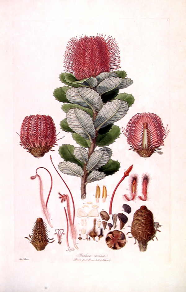 A watercolour image from the 1800s featuring intricate botanical illustrations of a red banksia flower.