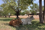Two cows sit on grass outside the Dunmarra Wayside Inn