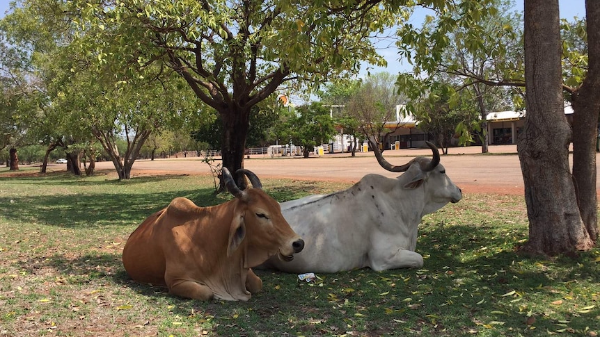 Two cows sit on grass outside the Dunmarra Wayside Inn