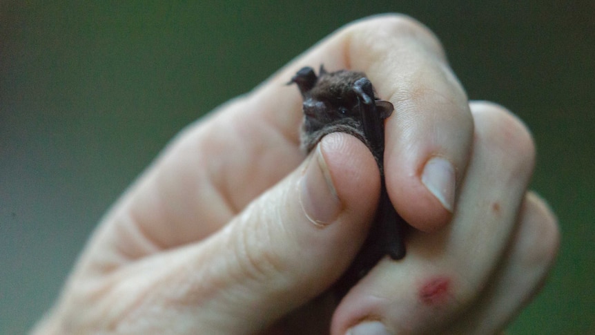 Microbats have been collected in Lord Howe Island by the Australian Museum.