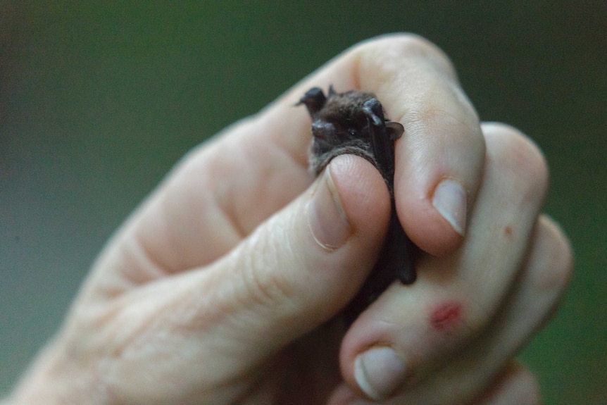 Large forest bats have been collected in Lord Howe Island by the Australian Museum.