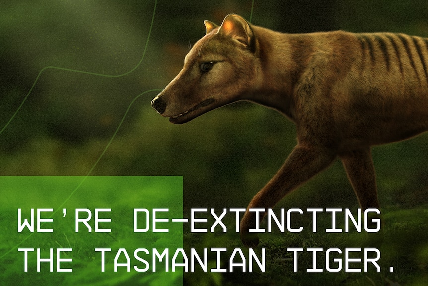 banner image of digitally created thylacine with text "we're de-extincting the Tasmanian tiger"