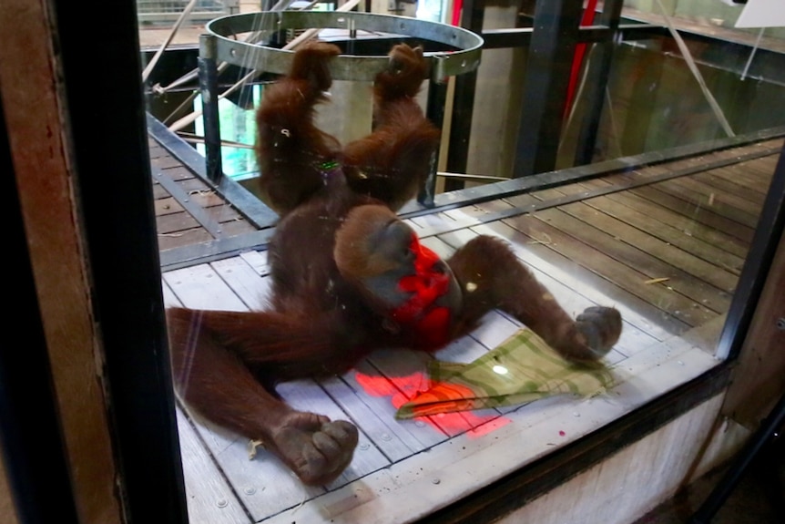 Malu the orangutan plays with interactive videogames at the Melbourne Zoo.