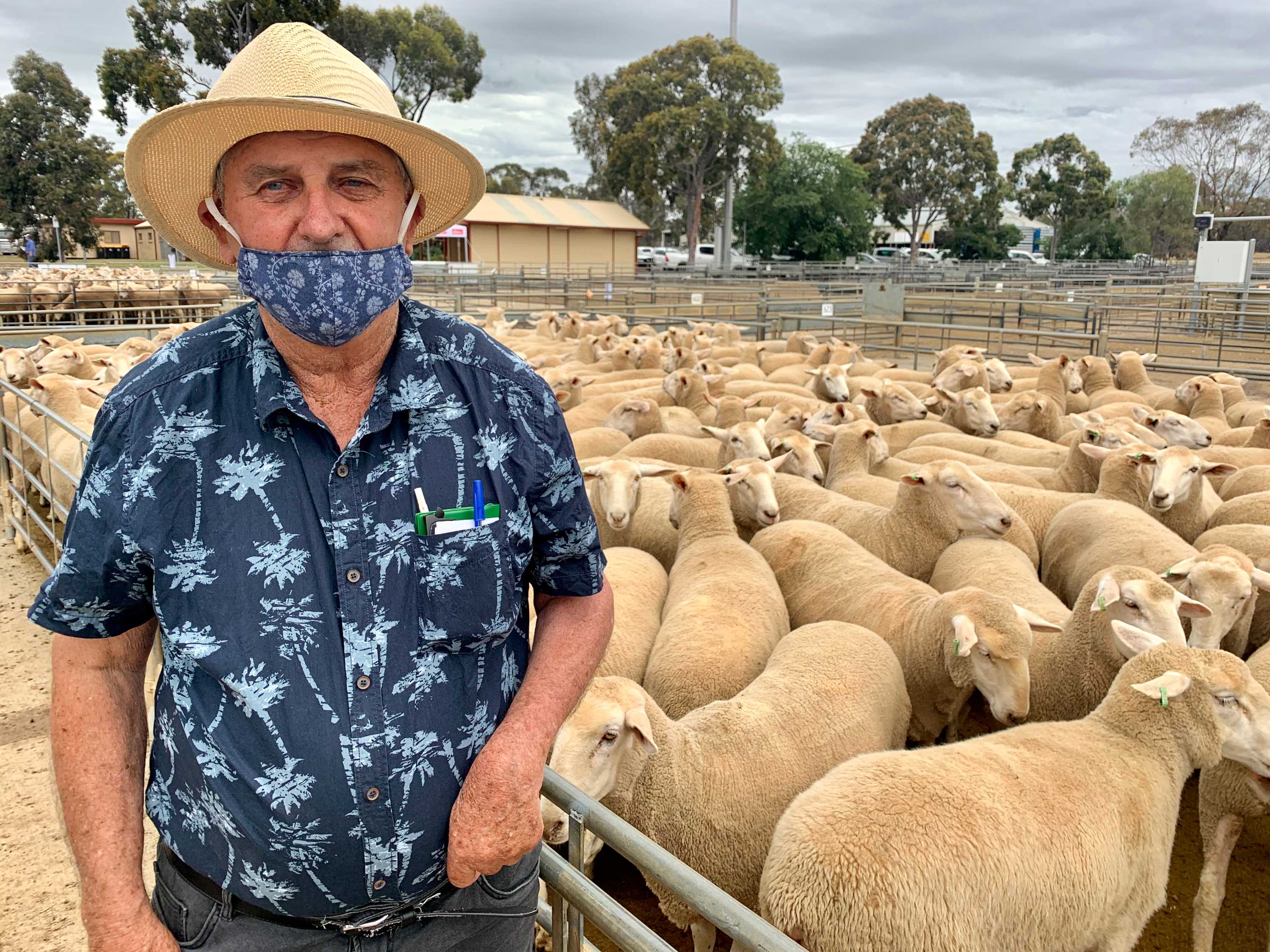 Renewed calls for shelter as Bendigo Livestock Exchange set to seethe in Victorian scorcher