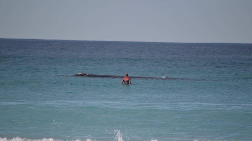 A photo of a person swimming near a whale at Point Ann on the south coast of Western Australia