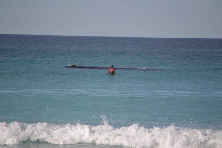 A photo of a person swimming near a whale at Point Ann on the south coast of Western Australia