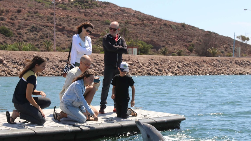 Dolphin swimming up to tourists waiting at pontoon with cameras and phones