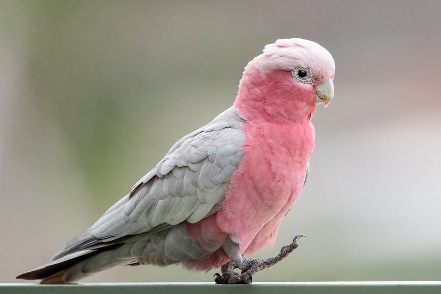 A pink and grey galah stands side on.