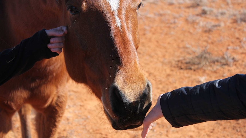 A close up of two hands pat the nose of a brown horse