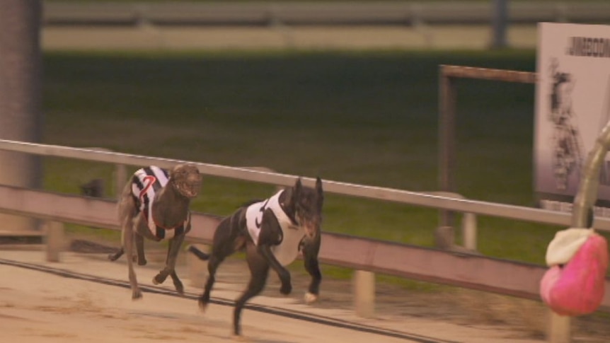 Greyhound racing: Industry in turmoil after Four Corners live baiting revelations