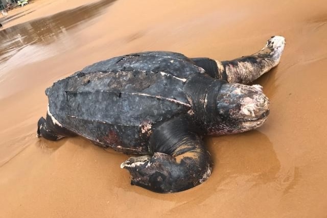 Leatherback turtle washes up at Avoca Beach