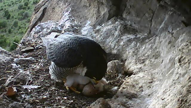 The male peregrine hovers over the chicks at the nest on a private property in Tasmania.
