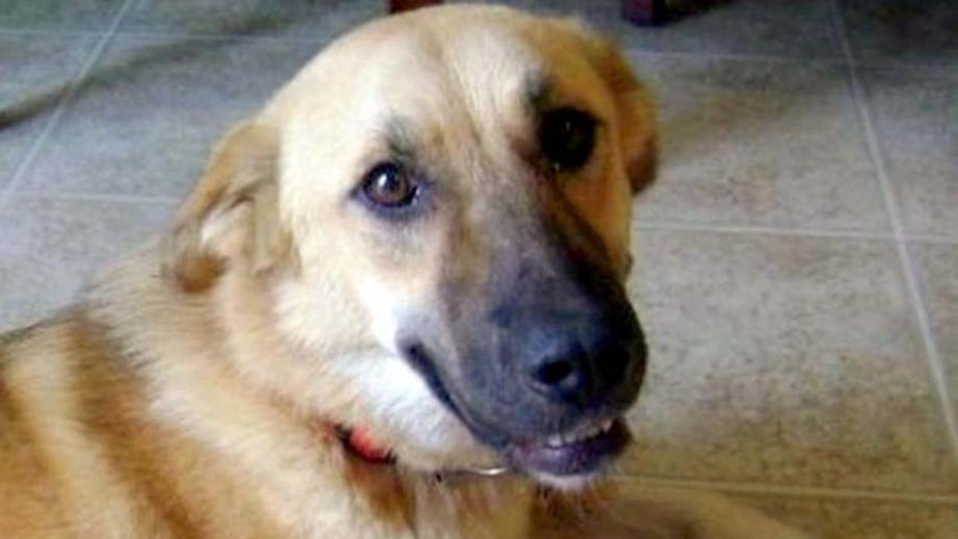 Target was credited with saving her owner's life.